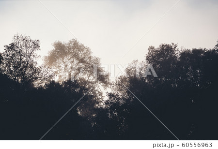 Nature, fog and trees in the morning Nature, fog and trees in the morning 60556963