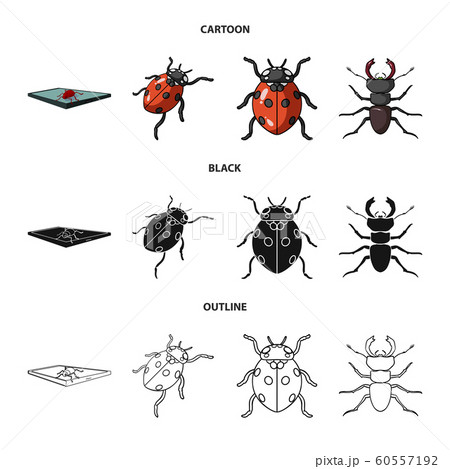 Isolated object of insect and beetle logo. Collection of insect and halloween stock vector illustration. 60557192