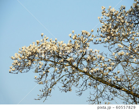 Magnolia denudata during flowering. Spring Magnolia denudata during flowering. Spring 60557829
