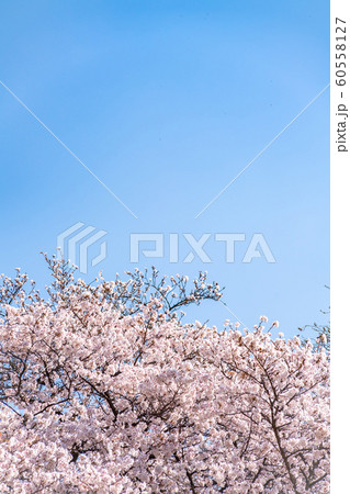 Cherry blossom (sakura) with birds under the blue Cherry blossom (sakura) with birds under the blue 60558127