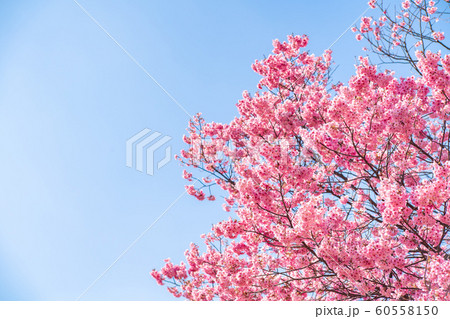 Cherry blossom (sakura) with birds under the blue 60558150