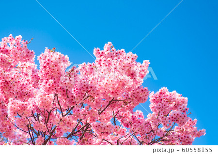 Cherry blossom (sakura) with birds under the blue 60558155