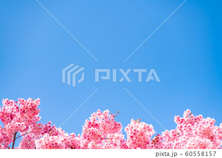 Cherry blossom (sakura) with birds under the blue Cherry blossom (sakura) with birds under the blue 60558157