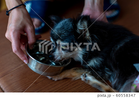 老犬 チワワ 老犬 チワワ 60558347