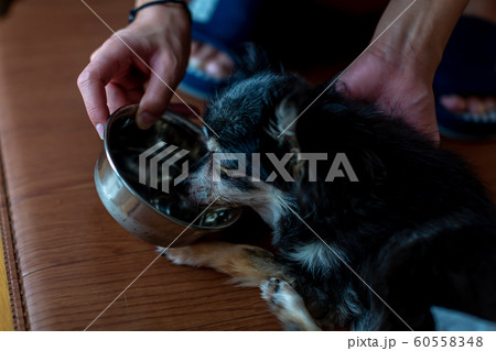 老犬 チワワ 老犬 チワワ 60558348