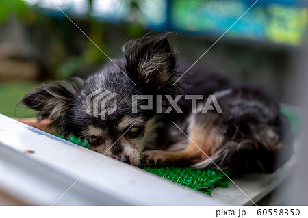 老犬　チワワ 60558350