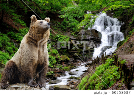 Brown bear (Ursus arctos) in nature Brown bear (Ursus arctos) in nature 60558687