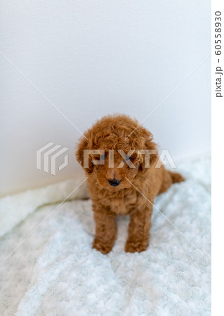 トイプードル 子犬 トイプードル 子犬 60558930