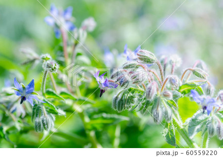 ボリジの花の写真素材