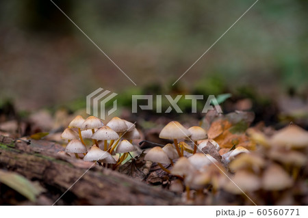 Close-up of mushrooms Close-up of mushrooms 60560771