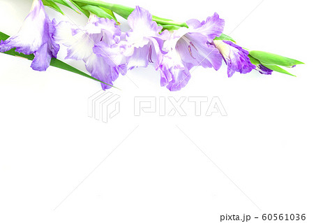 Beautiful gladiolus flowers isolated on white Beautiful gladiolus flowers isolated on white 60561036