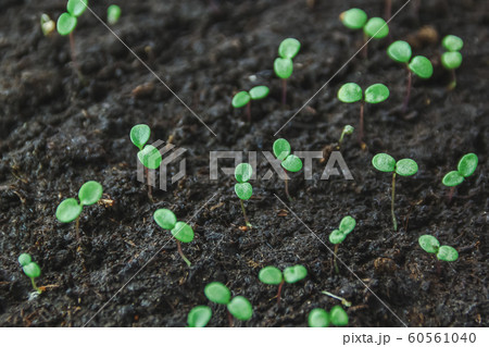 Small seedlings.Group of green sprouts growing out Small seedlings.Group of green sprouts growing out 60561040