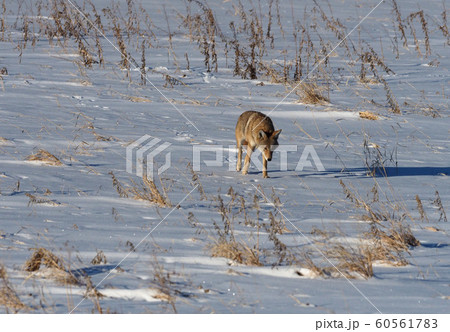雪原を獲物を探しながら歩くコヨーテ 雪原を獲物を探しながら歩くコヨーテ 60561783
