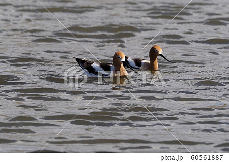 湖を泳ぐ二羽のアメリカソリハシセイタカシギ 60561887