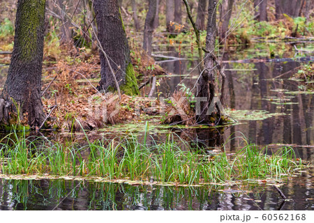 Scenic autumn view of a swamp in forest Scenic autumn view of a swamp in forest 60562168