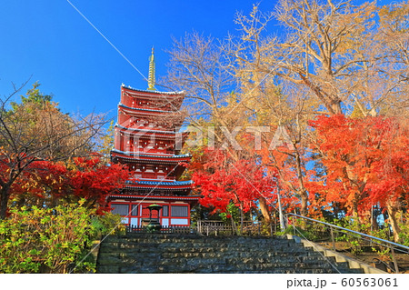 【千葉県】紅葉の本土寺　五重塔 60563061