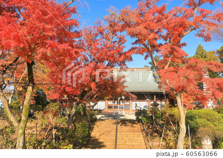 【千葉県】紅葉の本土寺 本堂 【千葉県】紅葉の本土寺 本堂 60563066
