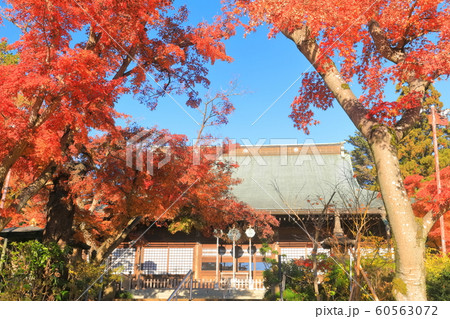 【千葉県】紅葉の本土寺　本堂 60563072