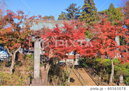 【千葉県】紅葉の本土寺 本堂 【千葉県】紅葉の本土寺 本堂 60563078