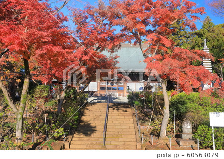 【千葉県】紅葉の本土寺 本堂 【千葉県】紅葉の本土寺 本堂 60563079