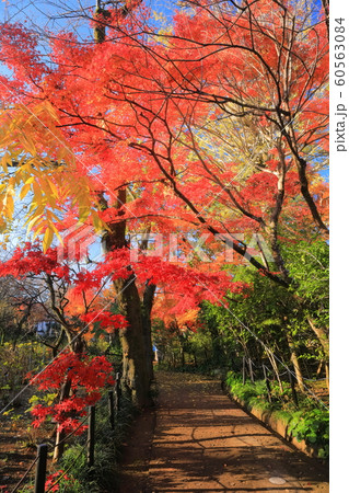 【千葉県】紅葉の本土寺 60563084