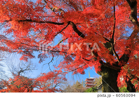 【千葉県】紅葉の本土寺　五重塔 60563094