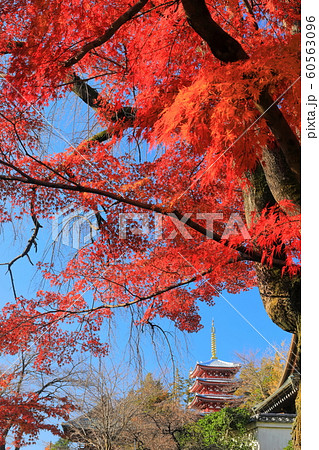 【千葉県】紅葉の本土寺 五重塔 【千葉県】紅葉の本土寺 五重塔 60563096