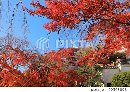 【千葉県】紅葉の本土寺 五重塔 【千葉県】紅葉の本土寺 五重塔 60563098