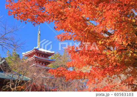 【千葉県】紅葉の本土寺　五重塔 60563103
