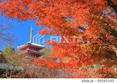 【千葉県】紅葉の本土寺　五重塔 60563105