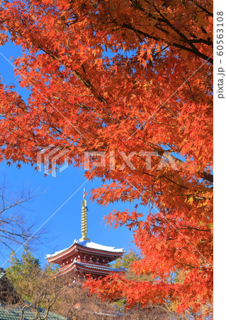 【千葉県】紅葉の本土寺　五重塔 60563108