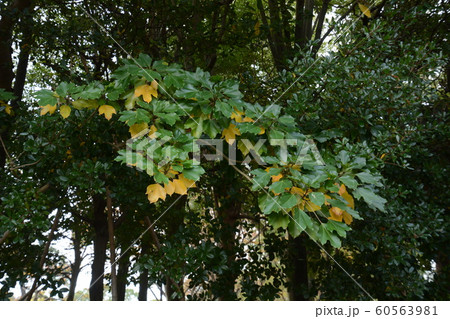 カクレミノの黄葉 60563981