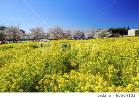 菜の花咲く赤城千本桜 60564102