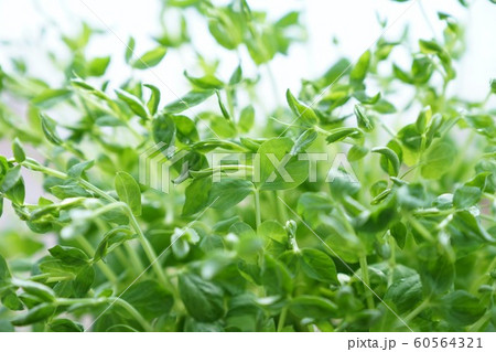 豆苗 栽培 豆苗 栽培 60564321
