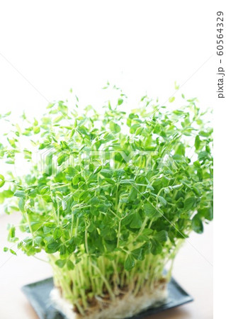 豆苗 栽培 豆苗 栽培 60564329