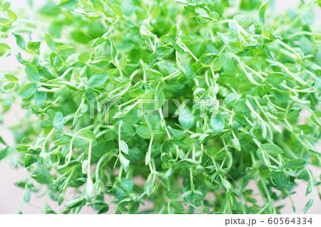 豆苗 栽培 豆苗 栽培 60564334