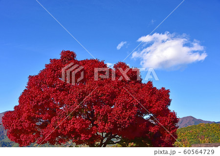 河口湖の紅葉 60564729