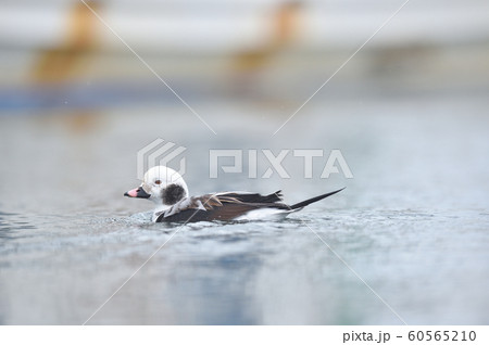 コオリガモのオス(北海道) コオリガモのオス(北海道) 60565210