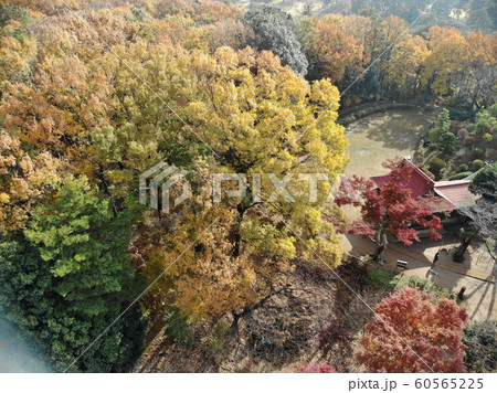 所沢 紅葉の写真素材
