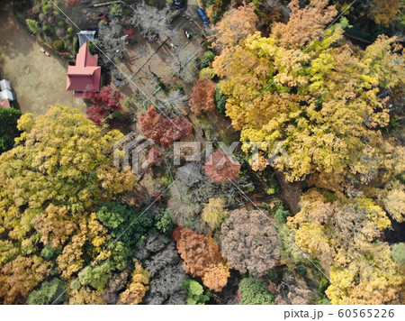 所沢 紅葉空撮の写真素材