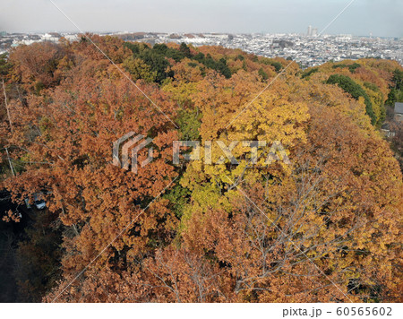 所沢 紅葉の写真素材