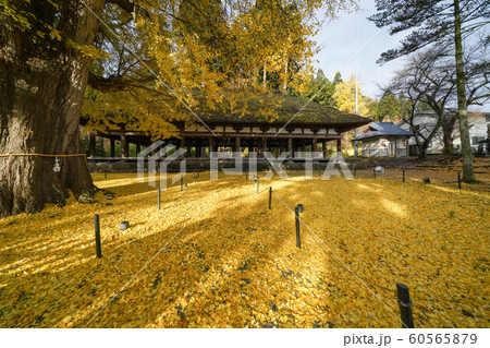 新宮熊野神社 長床の大銀杏 紅葉 60565879