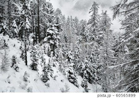 Winter Snowy Landscape, Mountains and Trees Winter Snowy Landscape, Mountains and Trees 60565899