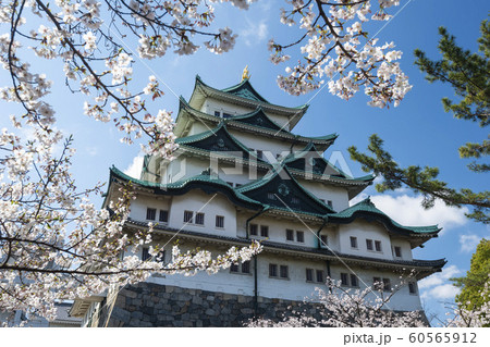 Nagoya Castle with Cherry Blossom Trees, Japan 60565912