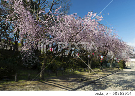 Garden full of Cherry Blossom Trees in Japan 60565914