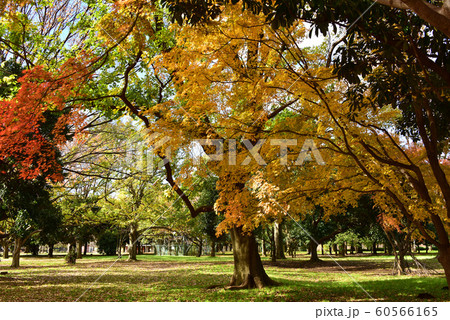紅葉 60566165