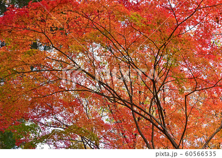 紅葉 60566535