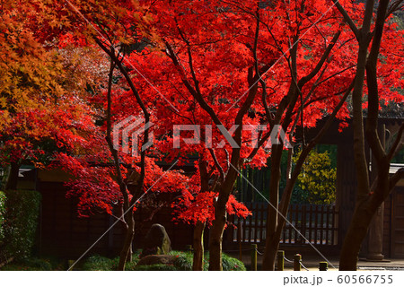 紅葉 紅葉 60566755