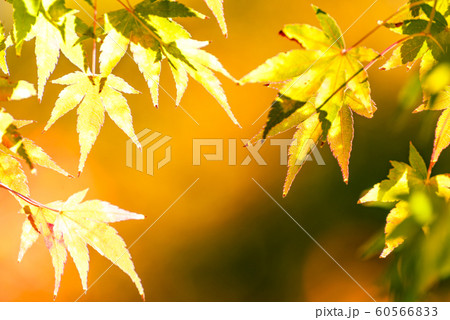 日本の風景「紅葉」 日本の風景「紅葉」 60566833