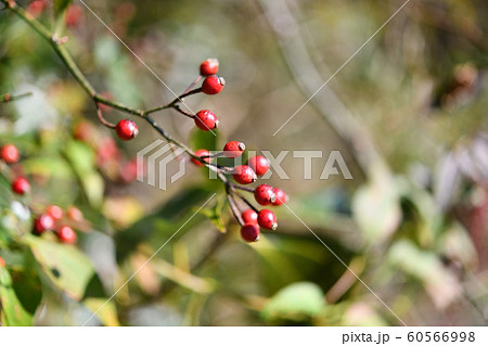 ノイバラの果実 60566998